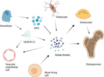 The role of magnesium in the pathogenesis of osteoporosis